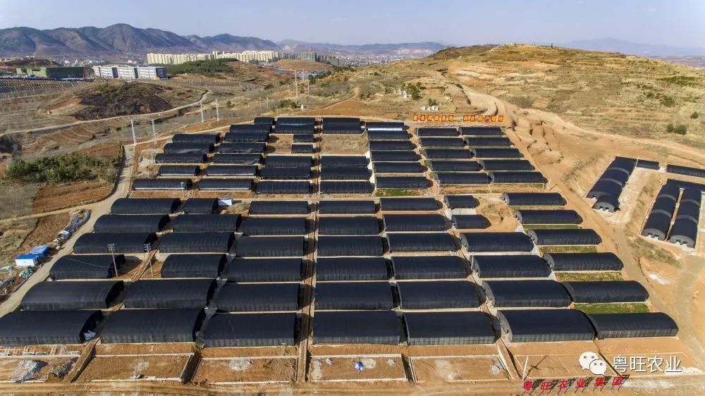 被媒体报道十几次,粤旺云南鲁甸扶贫基地有何成功之处?