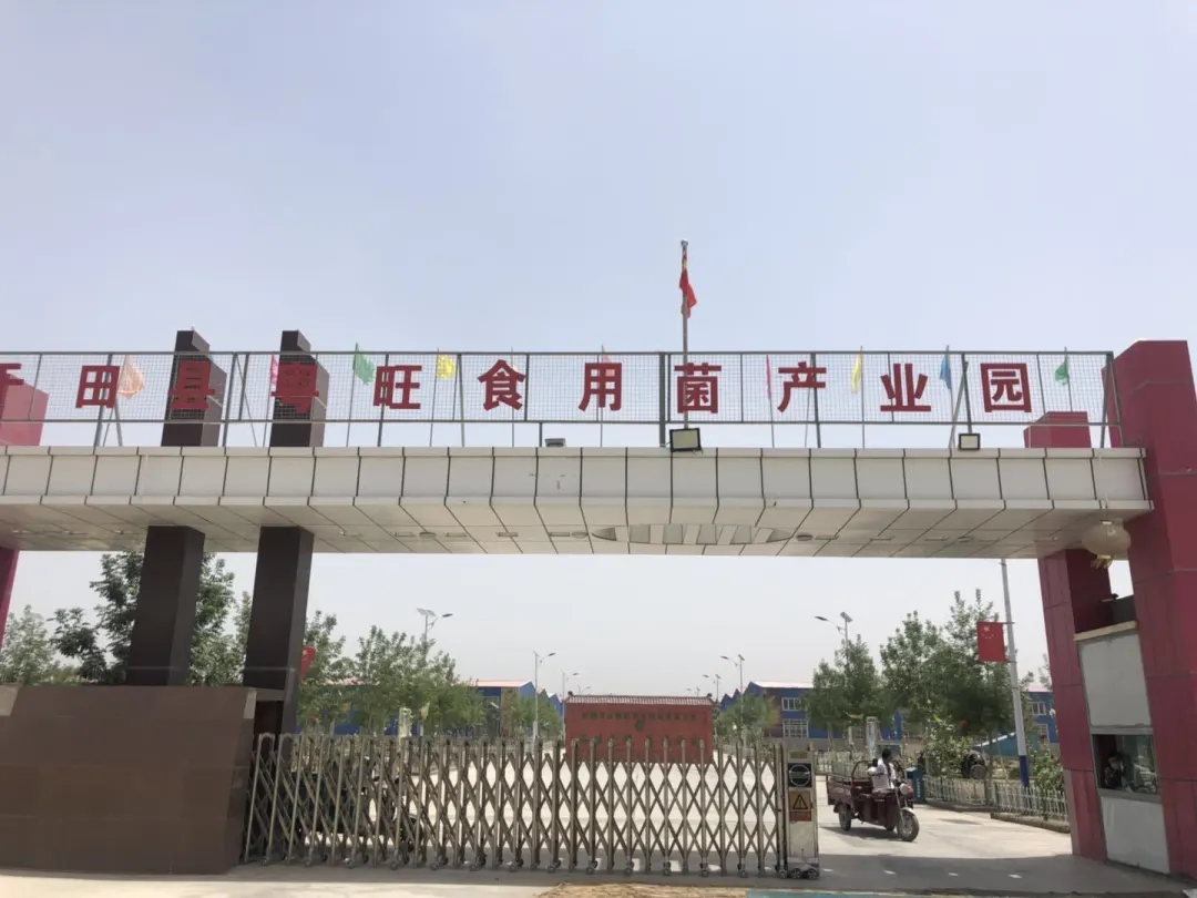 新疆粤旺食用菌基地 用四个月时间在沙漠中创造奇迹