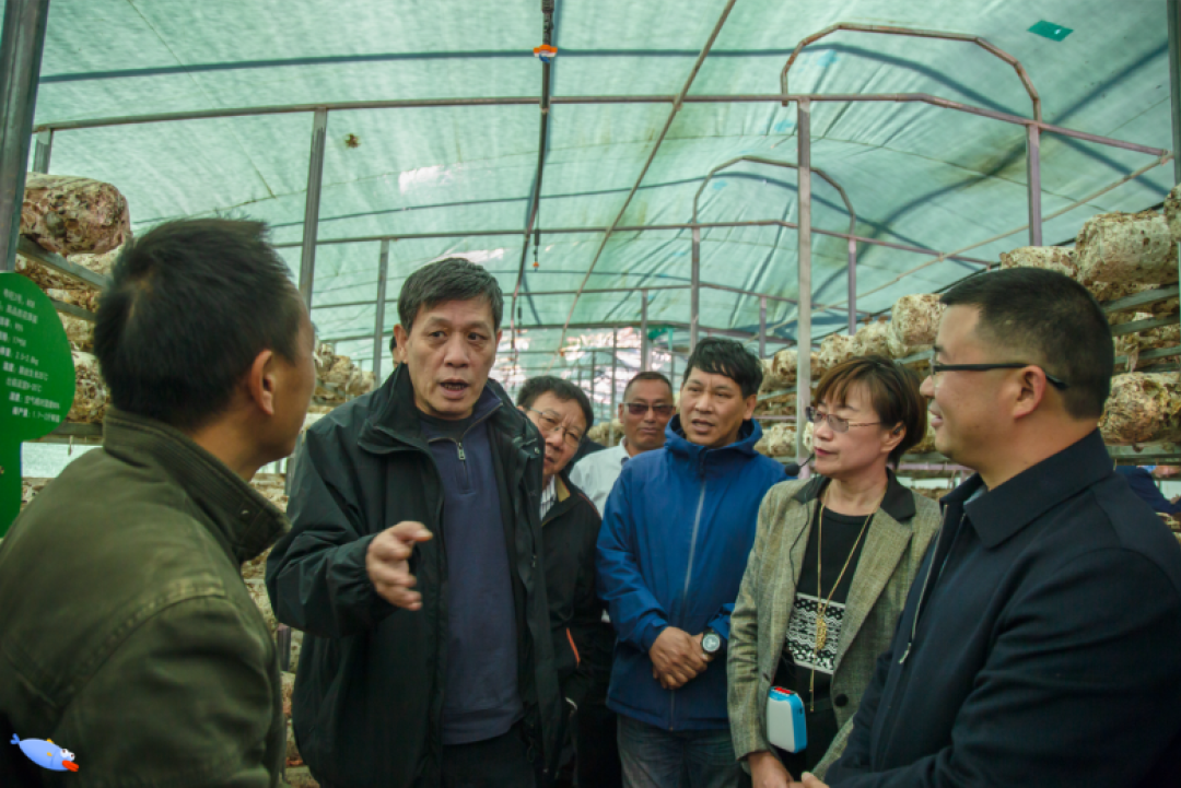 国家发改委调研粤旺云南鲁甸食用菌基地