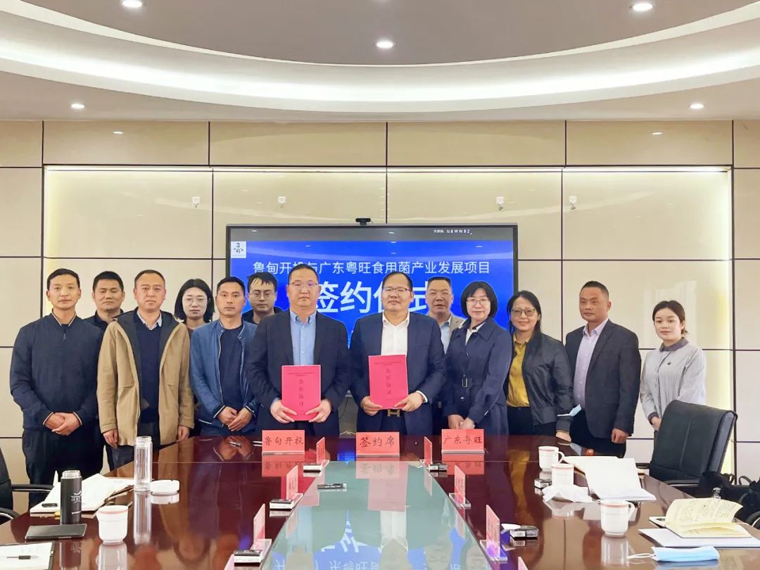 加快推进食用菌产业发展,心博足球与鲁甸开投公司签订合作协议