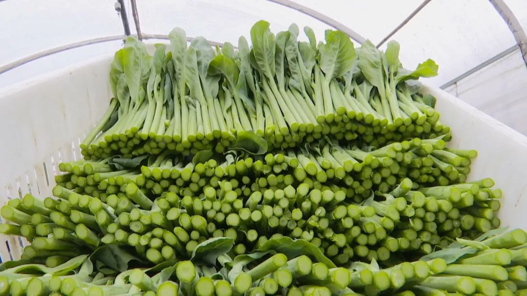 【新春走基层】贵州金龙旺农业科技有限公司:抢抓机遇谋发展 干事创业动力足