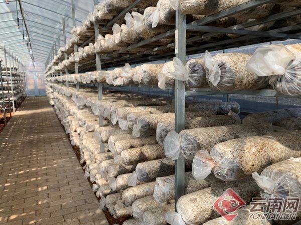 昭通鲁甸建食用菌基地助贫困户增收