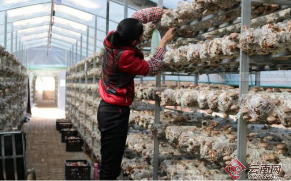 香菇可以生吃!昭通鲁甸这家食用菌产业园厉害了