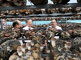 广州市委书记张硕辅考察粤旺平塘食用菌基地