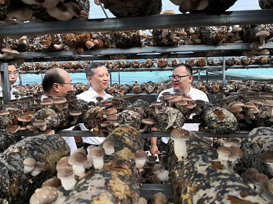 广州市委书记张硕辅考察粤旺平塘食用菌基地